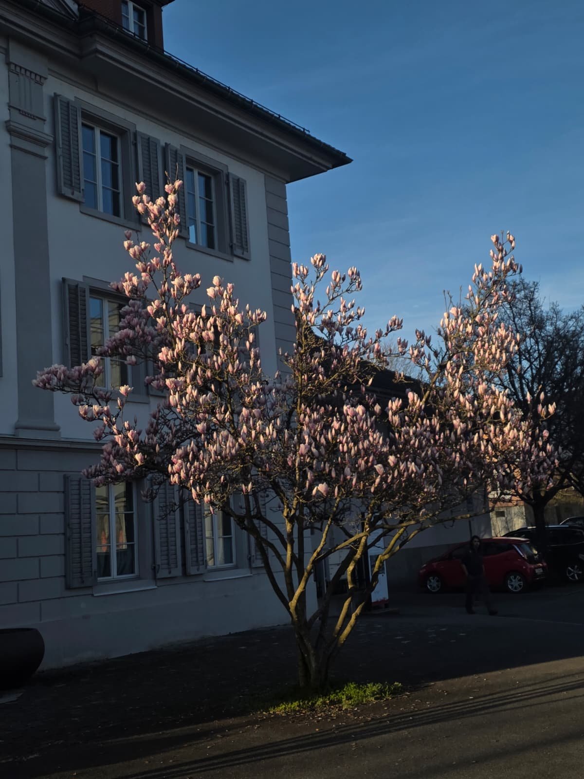 A magnolia tree in full bloom outside a traditional Swiss building in Lucerne